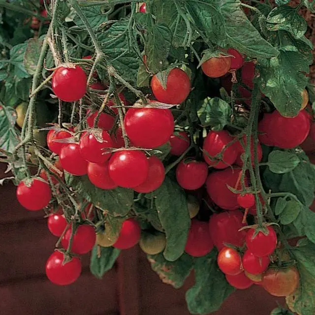 Superdeterminant tomato varieties