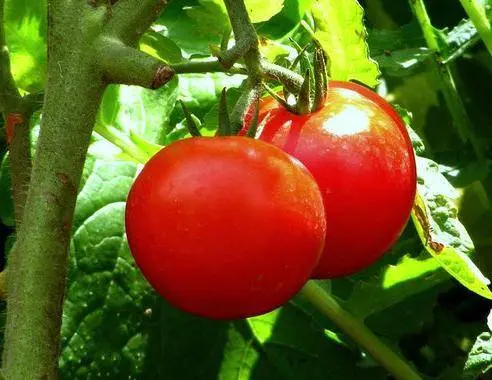 Superdeterminant tomato varieties