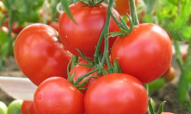 Superdeterminant tomato varieties