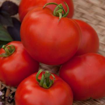 Superdeterminant tomato varieties