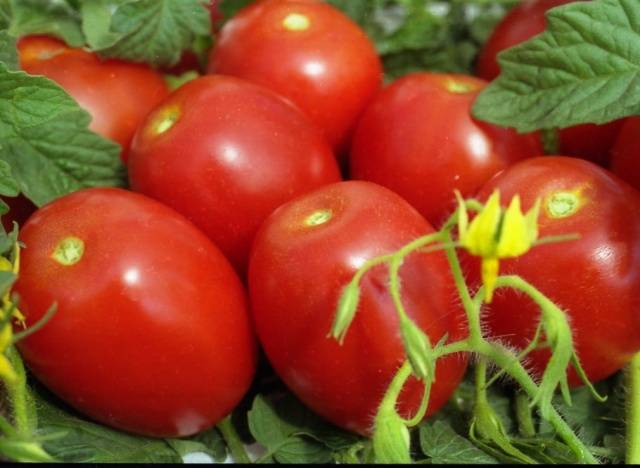 Superdeterminant tomato varieties