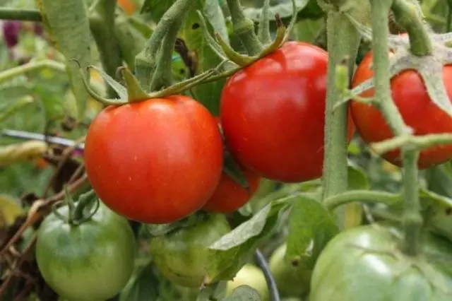 Superdeterminant tomato varieties