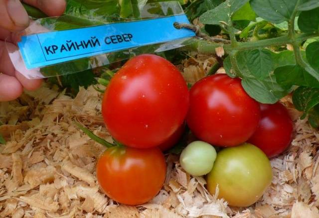 Superdeterminant tomato varieties