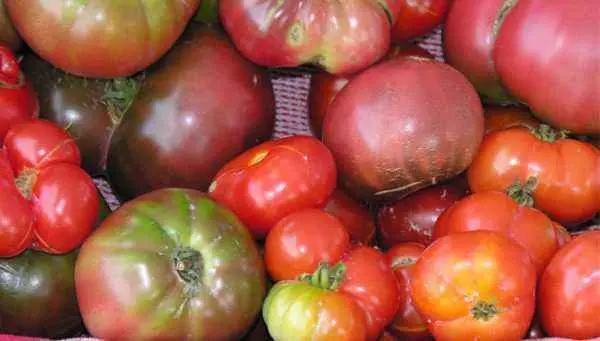 Superdeterminant tomato varieties