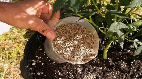 Superphosphate as a fertilizer: application in the garden