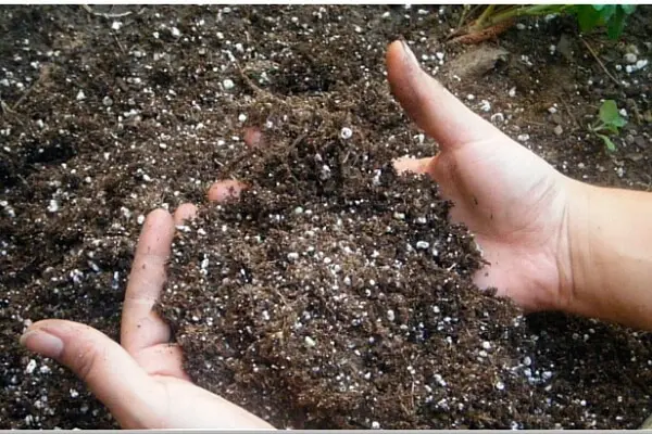 Superphosphate as a fertilizer: application in the garden