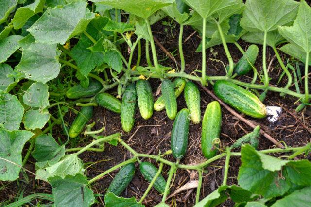 Superphosphate fertilizer for cucumbers: application, how to breed, reviews