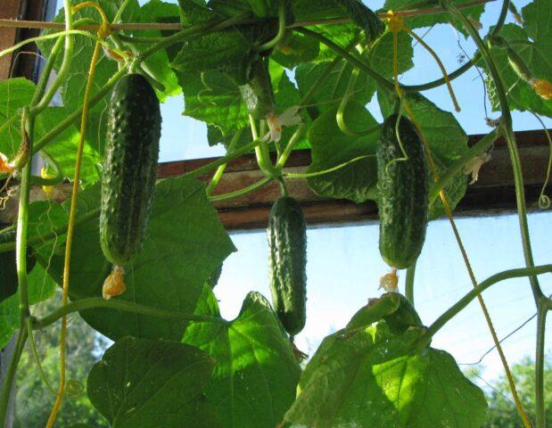 Superphosphate fertilizer for cucumbers: application, how to breed, reviews