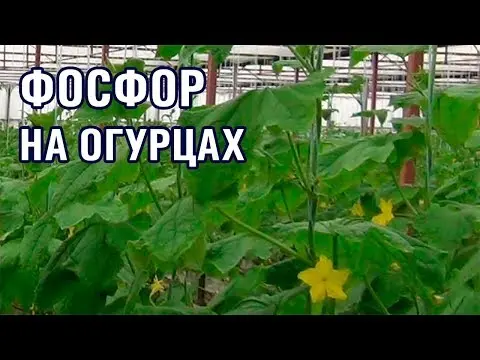 Superphosphate fertilizer for cucumbers: application, how to breed, reviews