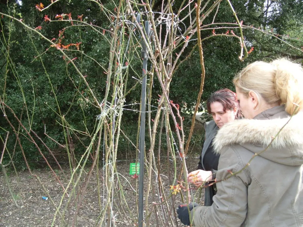 Supports for climbing roses: we decorate the garden with our own hands