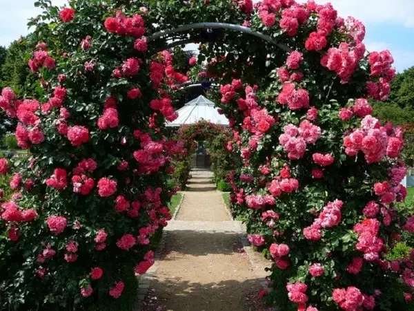 Supports for climbing roses: we decorate the garden with our own hands