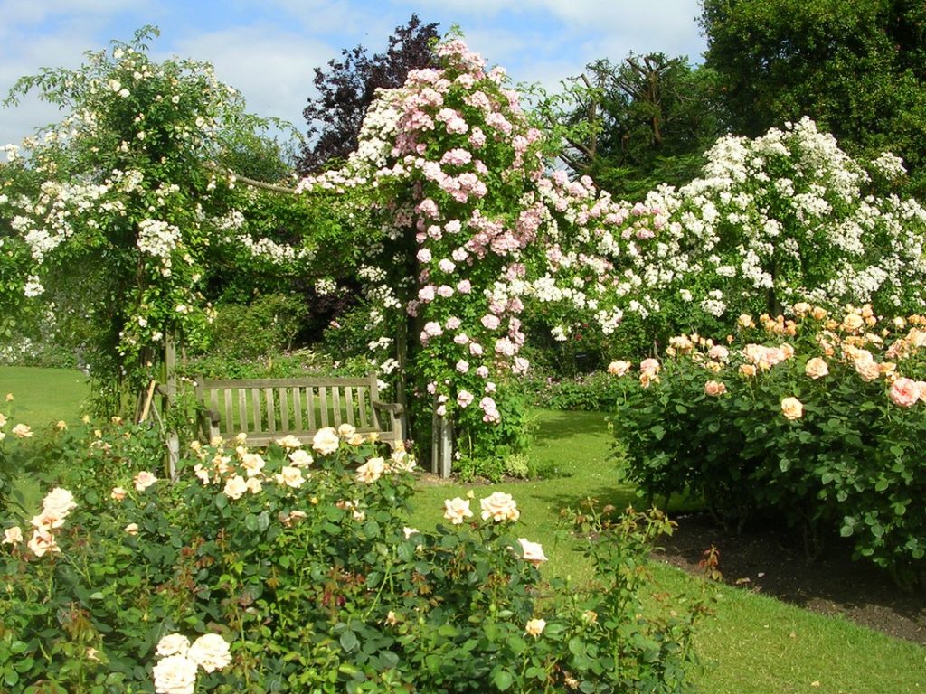 Supports for climbing roses: we decorate the garden with our own hands