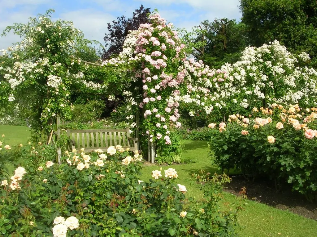 Supports for climbing roses: we decorate the garden with our own hands