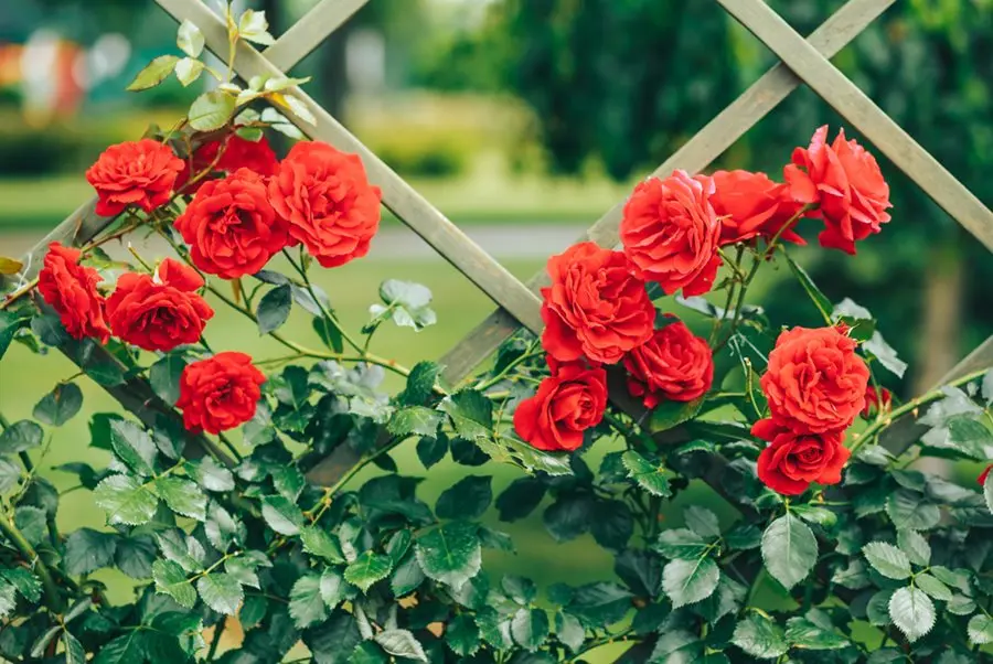 Supports for climbing roses: we decorate the garden with our own hands