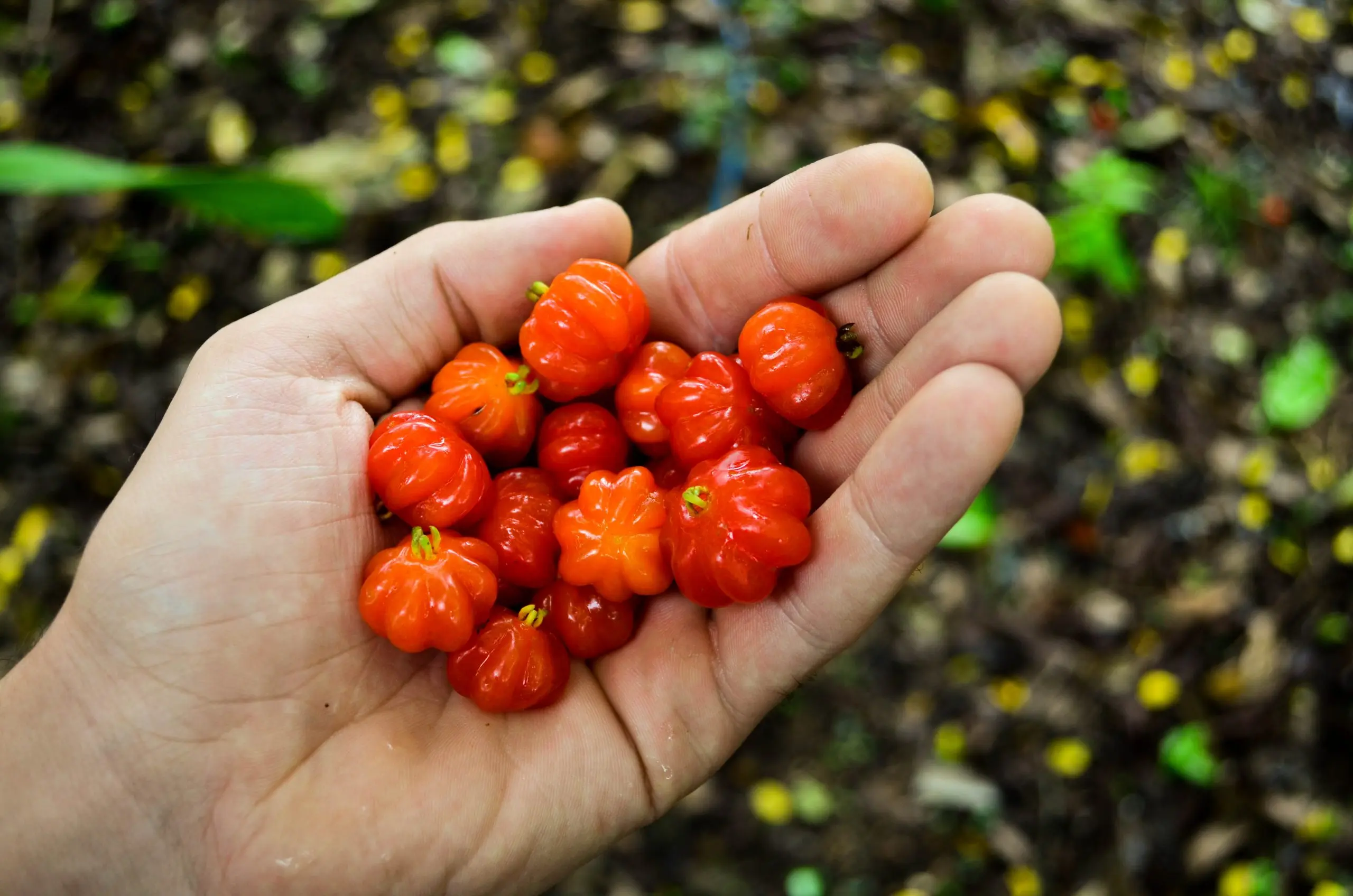 Surinam cherry