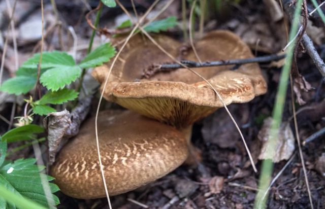 Svinushka mushrooms: photo and description, is it possible to eat