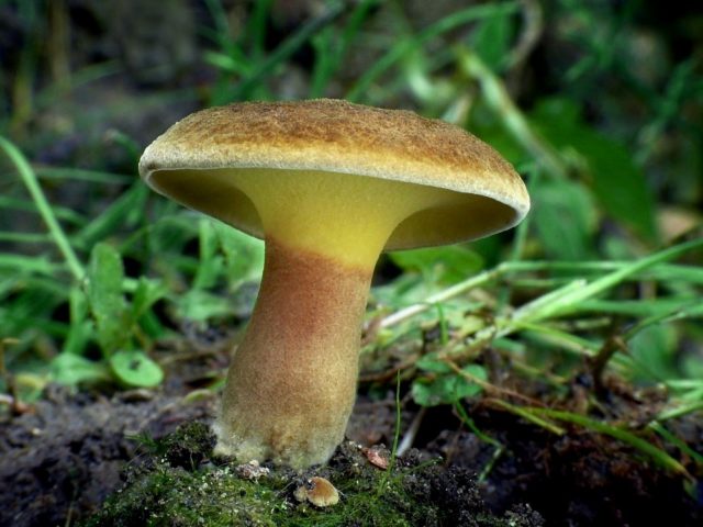 Svinushka mushrooms: photo and description, is it possible to eat