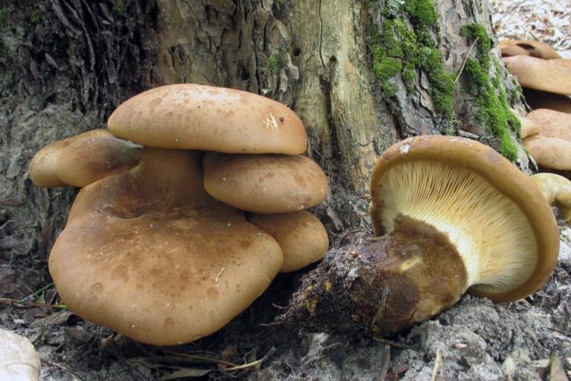 Svinushka mushrooms: photo and description, is it possible to eat