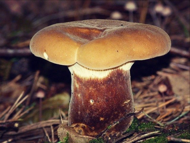 Svinushka mushrooms: photo and description, is it possible to eat