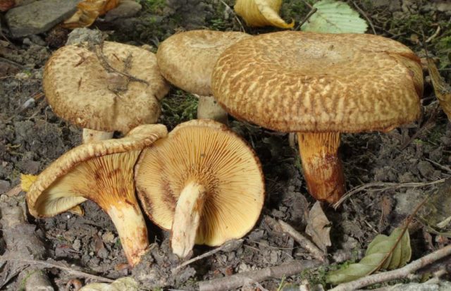 Svinushka mushrooms: photo and description, is it possible to eat