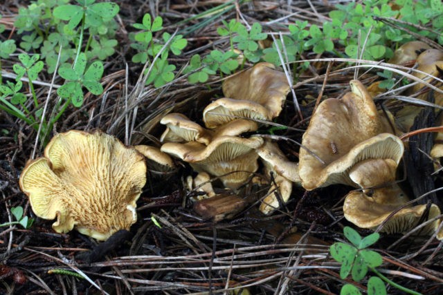 Svinushka mushrooms: photo and description, is it possible to eat