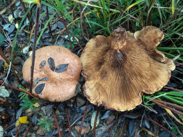 Svinushka mushrooms: photo and description, is it possible to eat