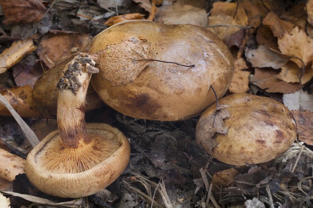 Svinushka mushrooms: photo and description, is it possible to eat