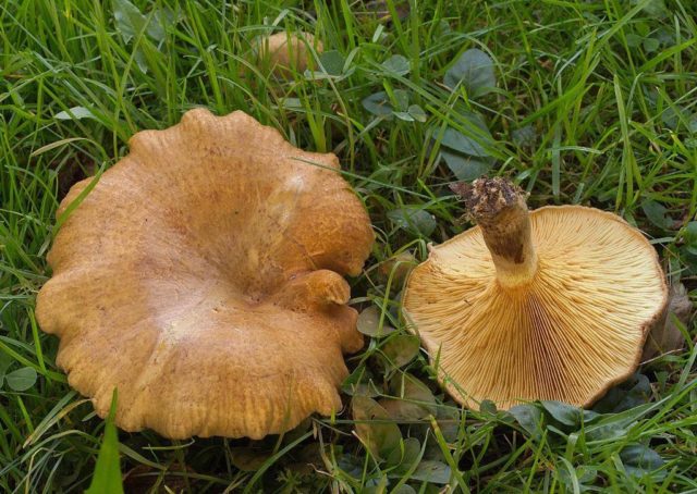 Svinushka mushrooms: photo and description, is it possible to eat