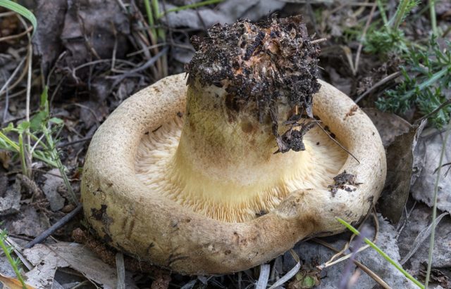 Svinushka mushrooms: photo and description, is it possible to eat