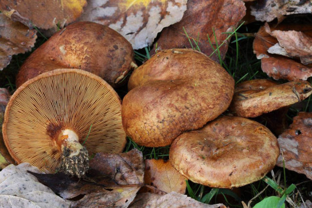 Svinushka mushrooms: photo and description, is it possible to eat