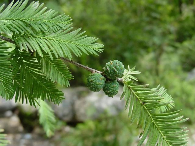 Swamp cypress: photo and description