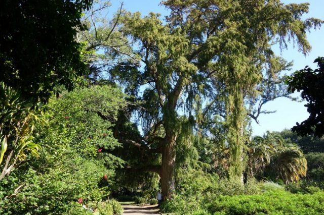 Swamp cypress: photo and description