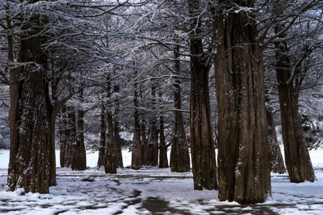 Swamp cypress: photo and description