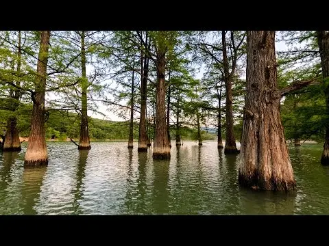 Swamp cypress: photo and description