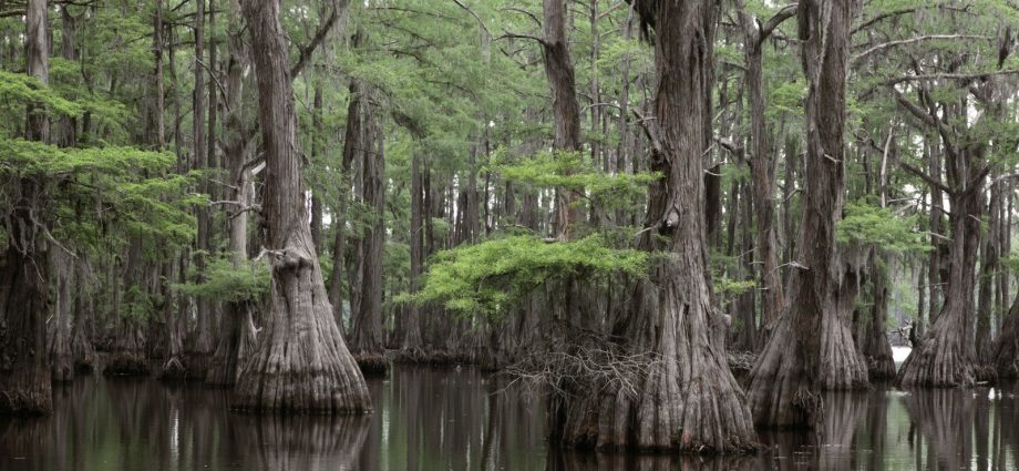 Swamp cypress: photo and description