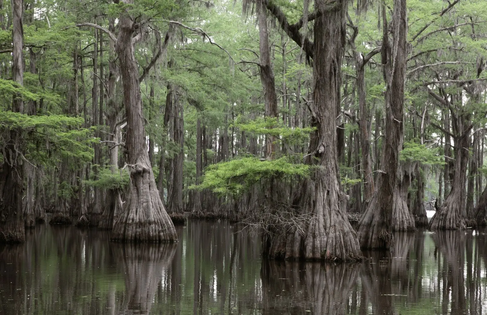 Swamp cypress: photo and description