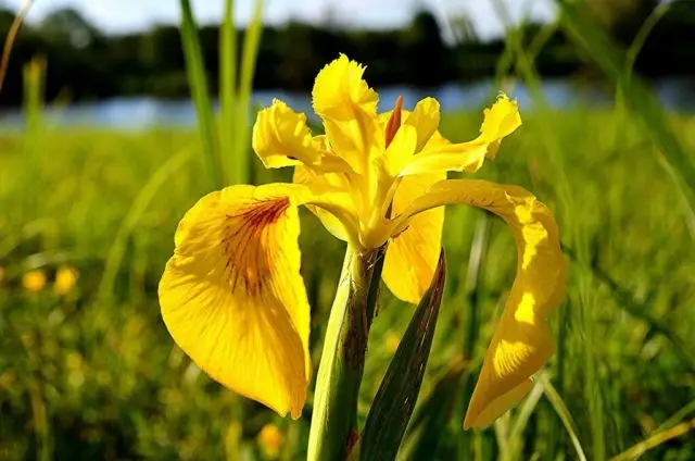 Swamp iris: yellow, blue, airy, photo of flowers