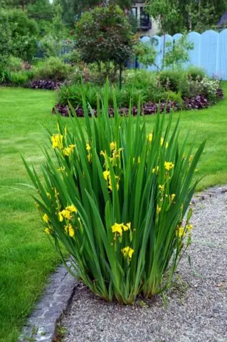 Swamp iris: yellow, blue, airy, photo of flowers