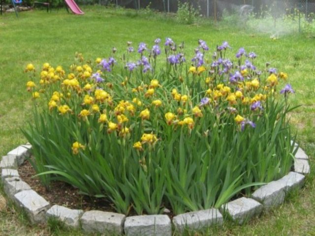 Swamp iris: yellow, blue, airy, photo of flowers