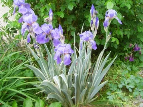 Swamp iris: yellow, blue, airy, photo of flowers