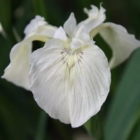 Swamp iris: yellow, blue, airy, photo of flowers