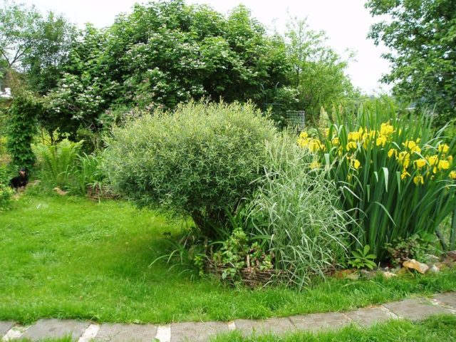 Swamp iris: yellow, blue, airy, photo of flowers