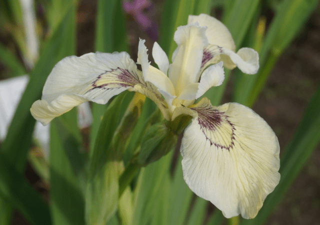 Swamp iris: yellow, blue, airy, photo of flowers