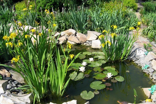 Swamp iris: yellow, blue, airy, photo of flowers