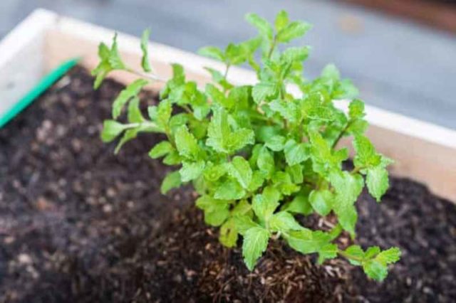 Swamp mint (flea, ombalo, flea): photo and description, useful properties and contraindications