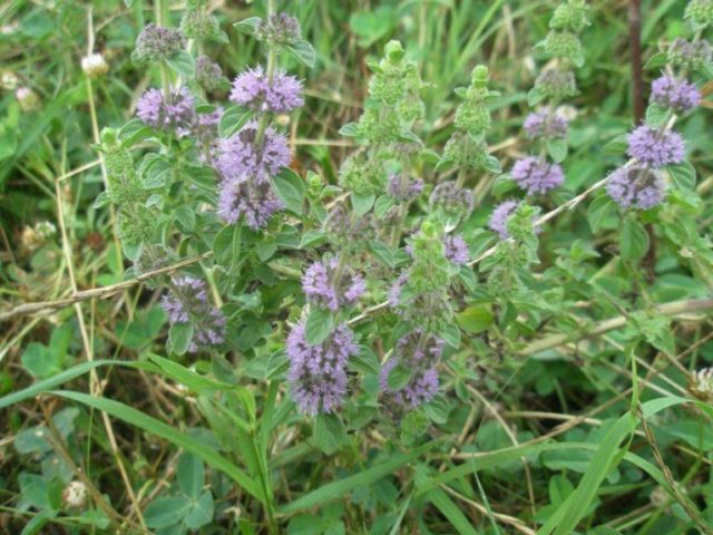 Swamp mint (flea, ombalo, flea): photo and description, useful properties and contraindications