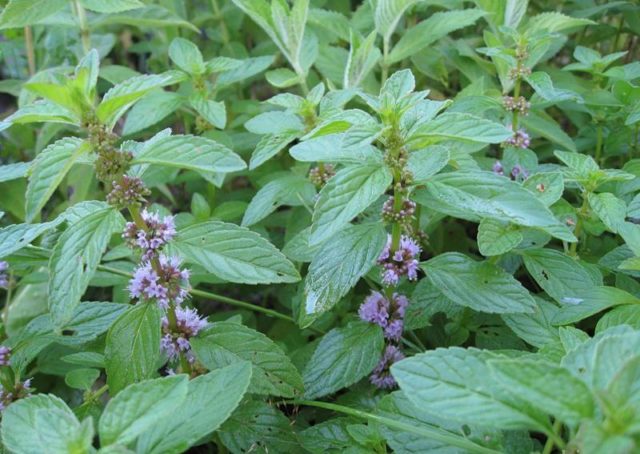 Swamp mint (flea, ombalo, flea): photo and description, useful properties and contraindications