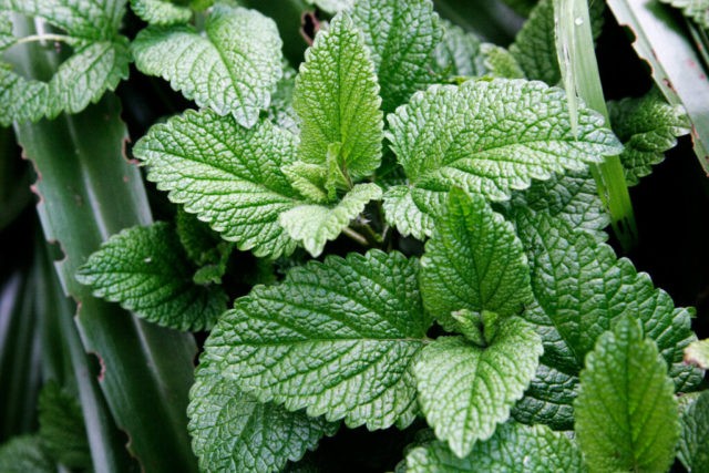 Swamp mint (flea, ombalo, flea): photo and description, useful properties and contraindications