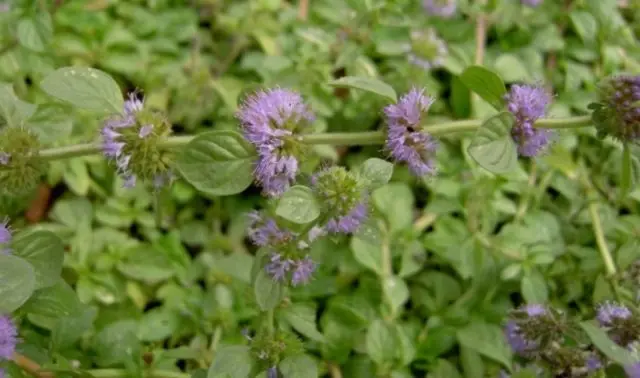 Swamp mint (flea, ombalo, flea): photo and description, useful properties and contraindications