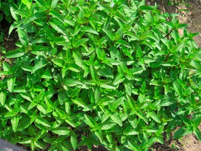 Swamp mint (flea, ombalo, flea): photo and description, useful properties and contraindications